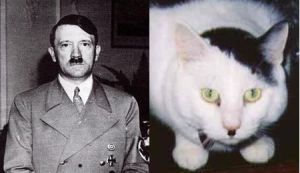 20060619_cats_that_look_like_hitler